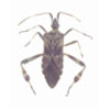 BUGS